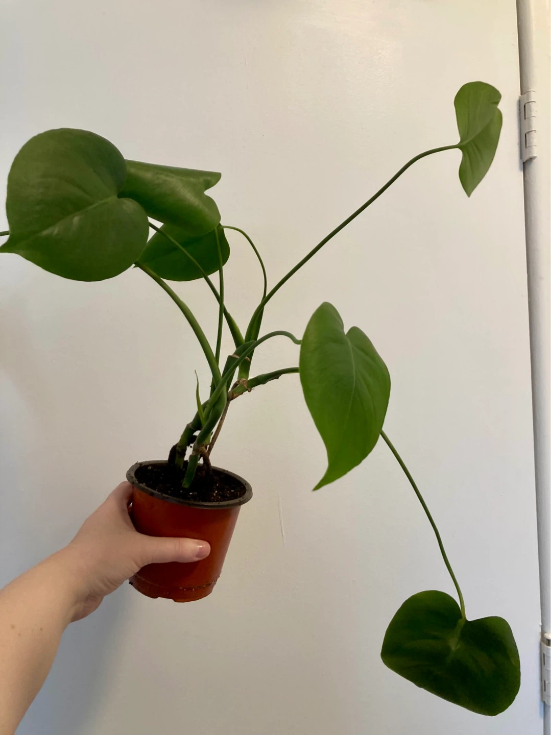 Young Monstera - photo 2