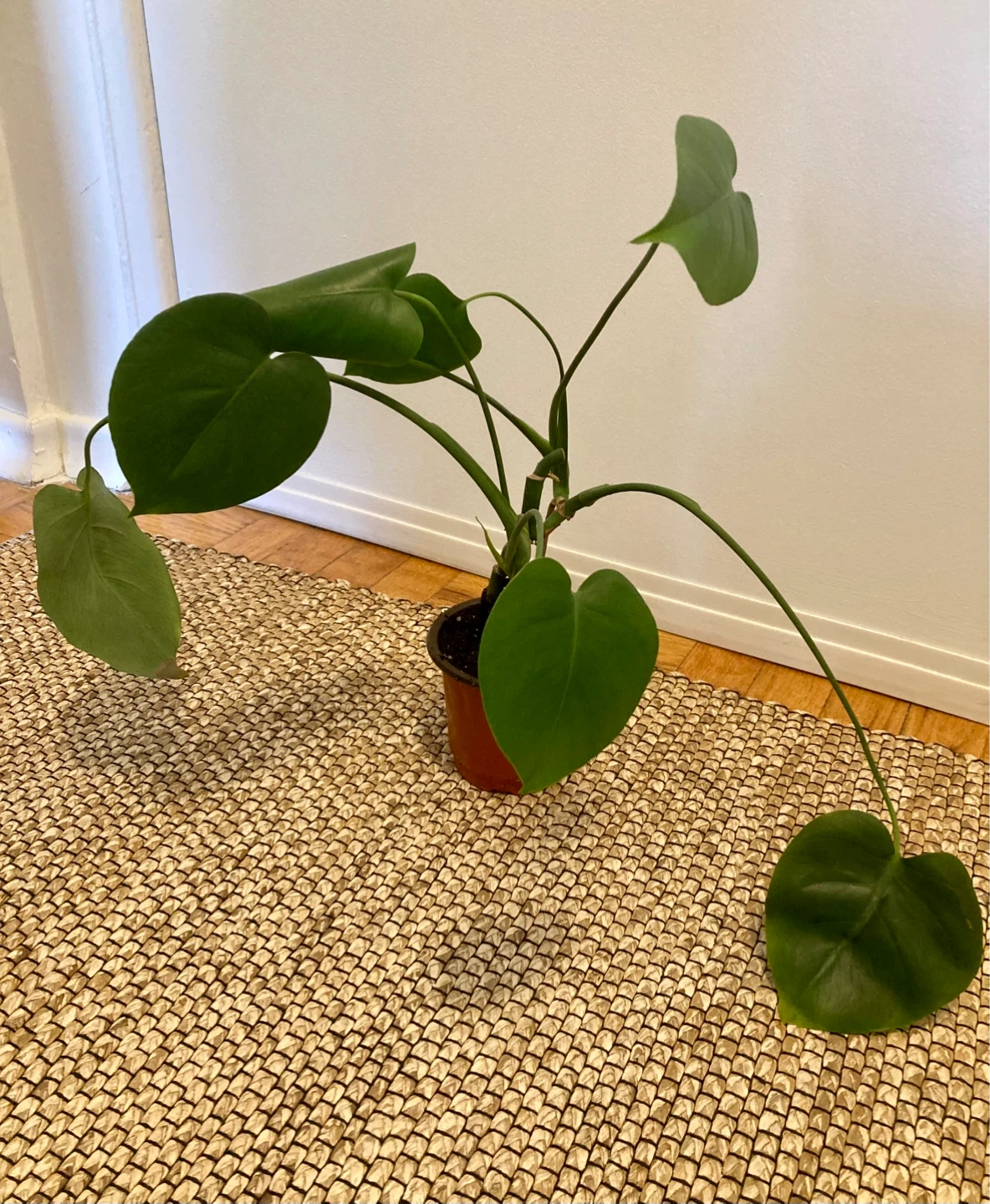 Young Monstera