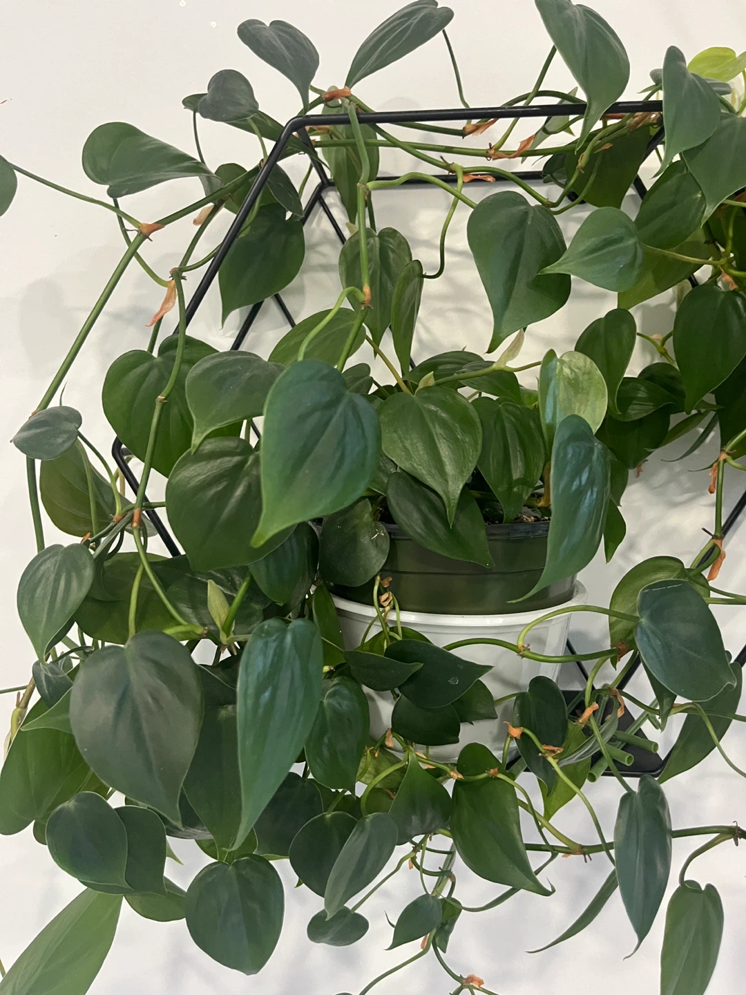 Heartleaf Philodendron Plant