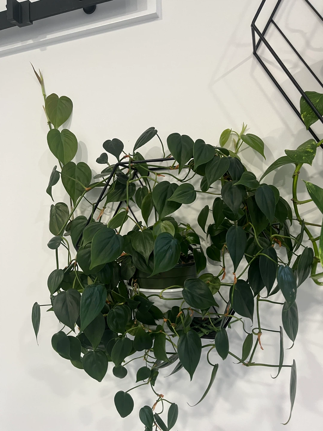 Heartleaf Philodendron Plant - photo 2