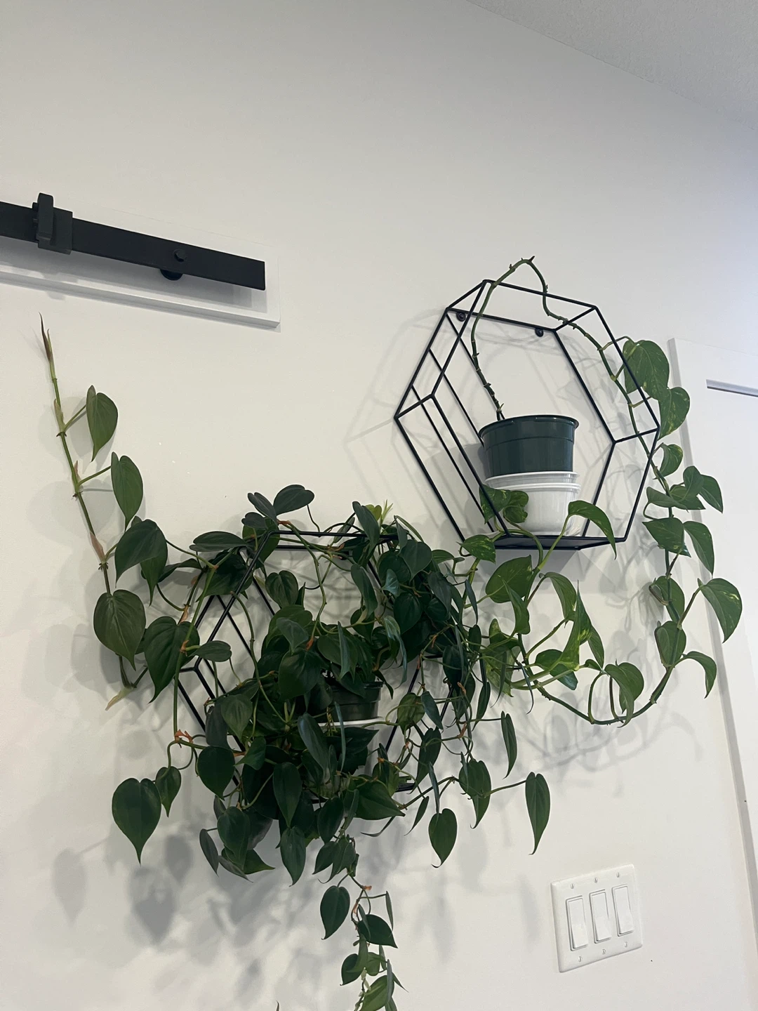 Golden Pothos