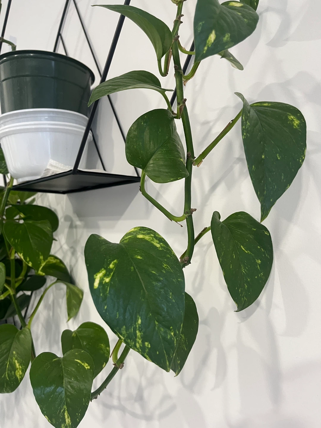 Golden Pothos - photo 2