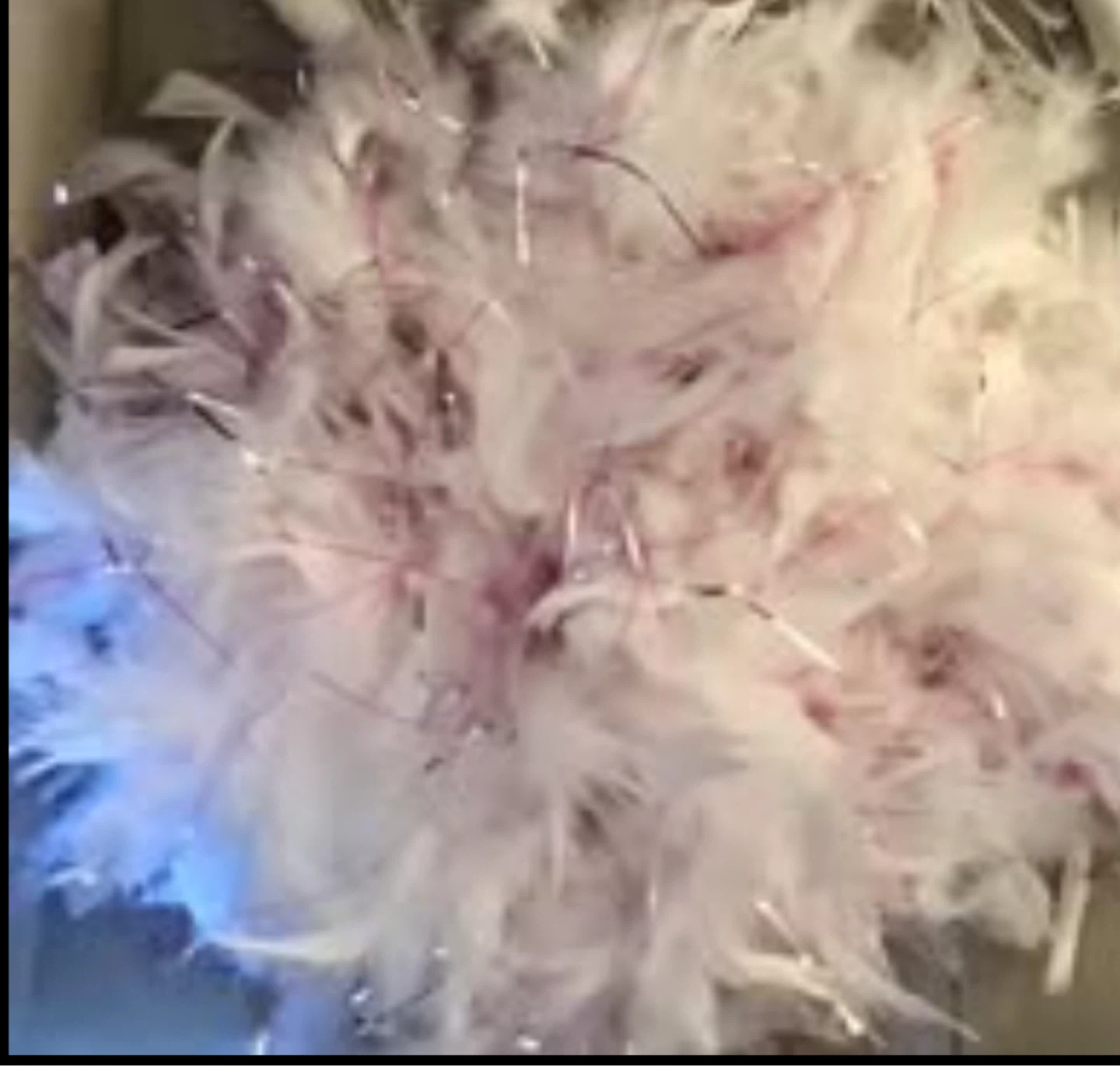 Halloween angel wings and boa. - photo 2