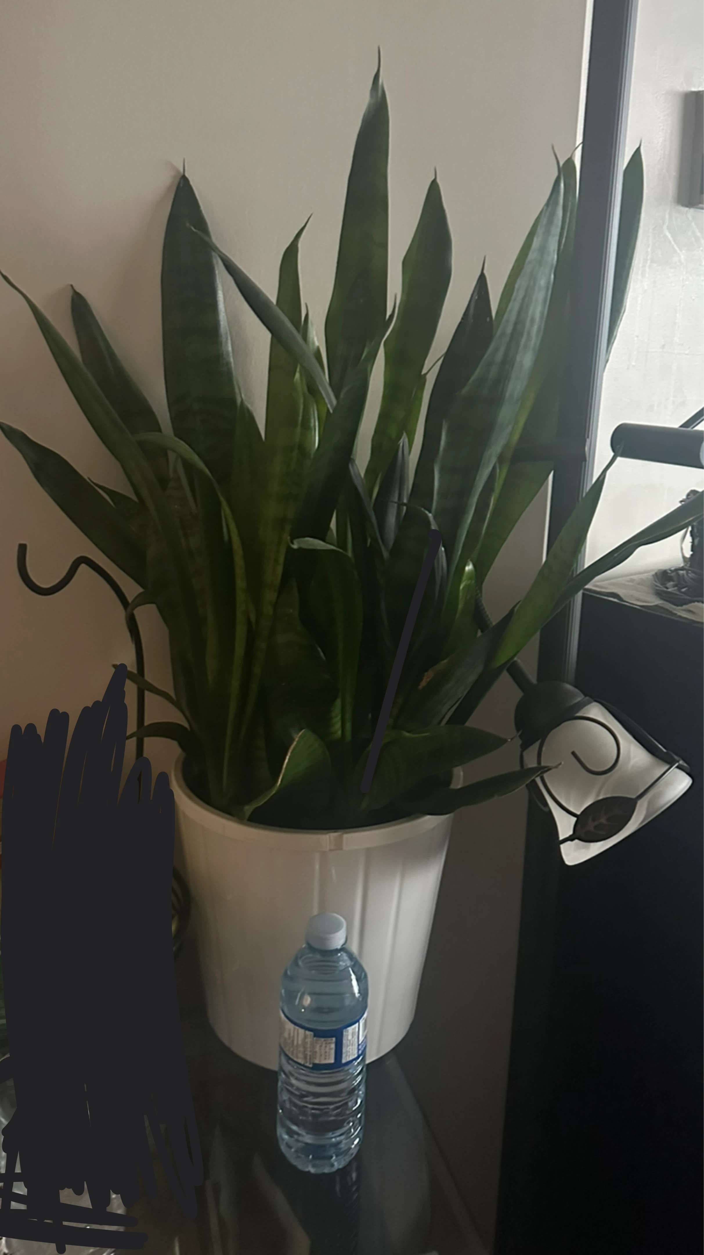 Huge Snake Plant in pot - photo 2