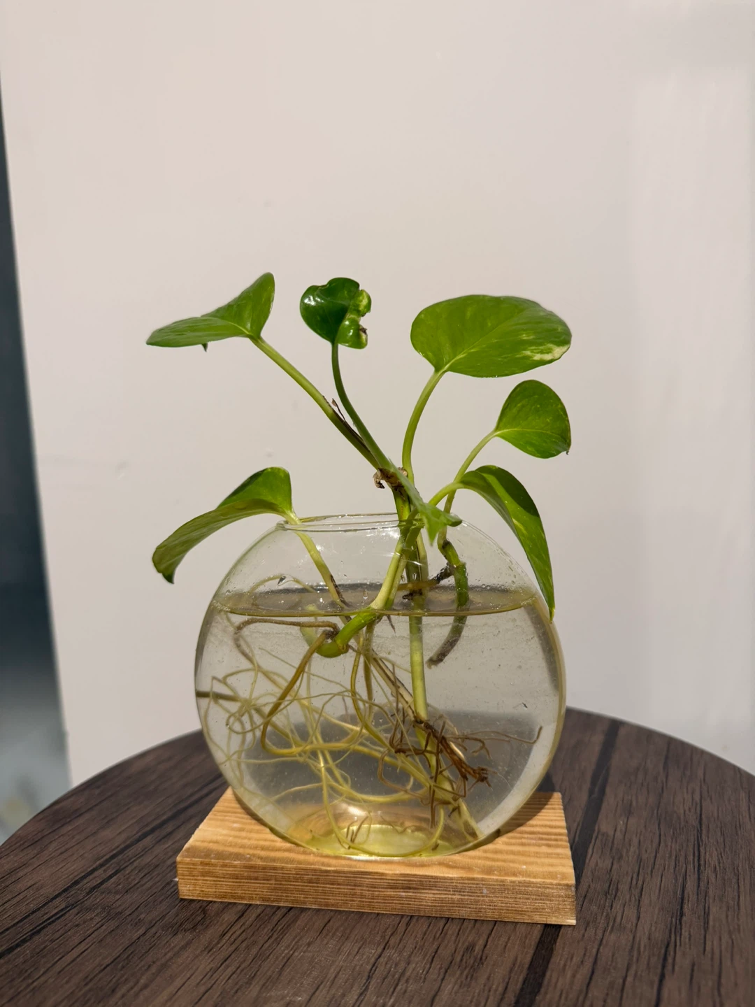 Pothos Cutting in Glass Vase - photo 3