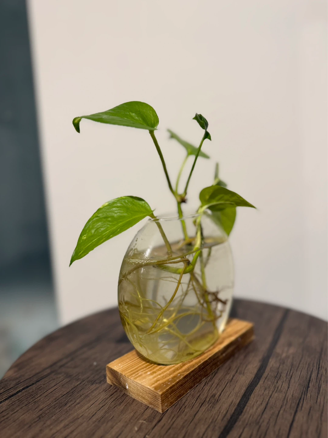 Pothos Cutting in Glass Vase