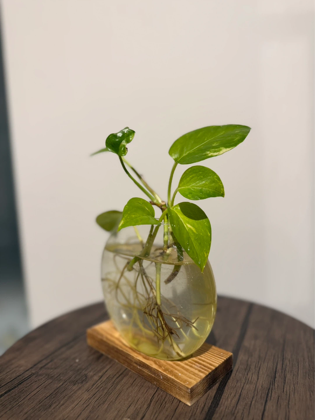 Pothos Cutting in Glass Vase - photo 2