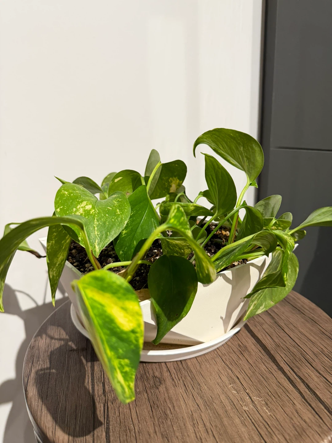 Pothos Plant in White Pot