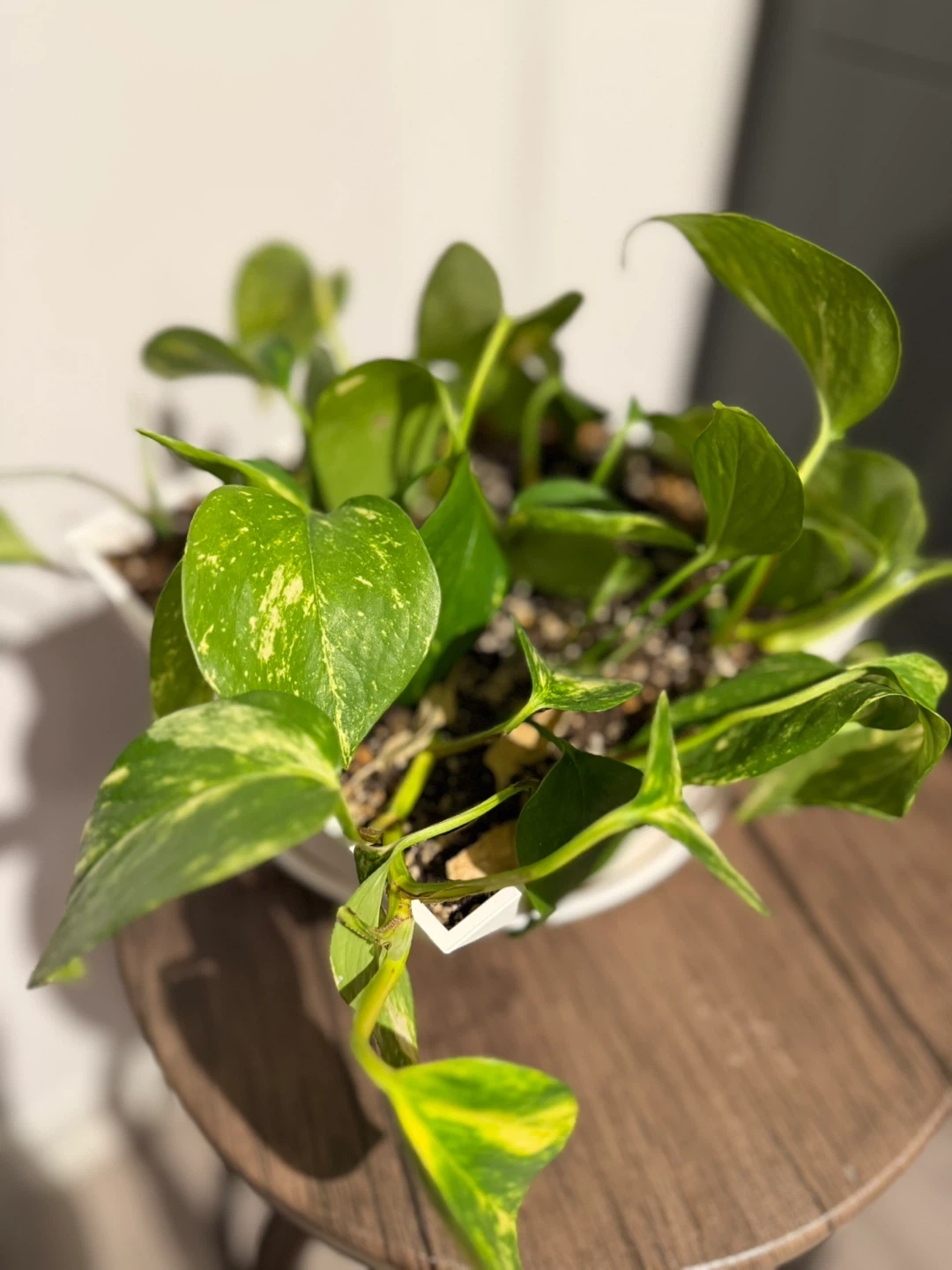 Pothos Plant in White Pot - photo 4