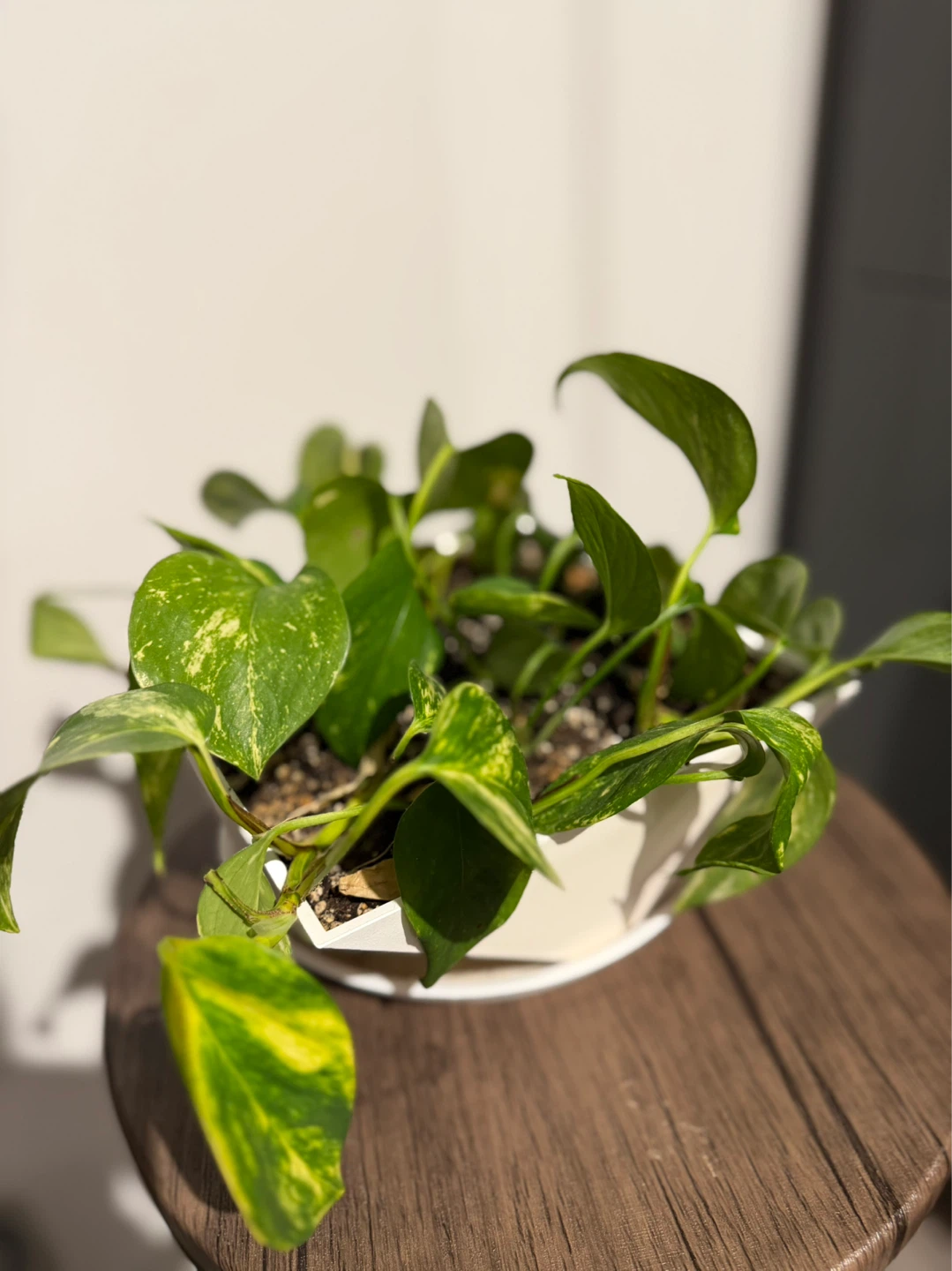 Pothos Plant in White Pot - photo 2