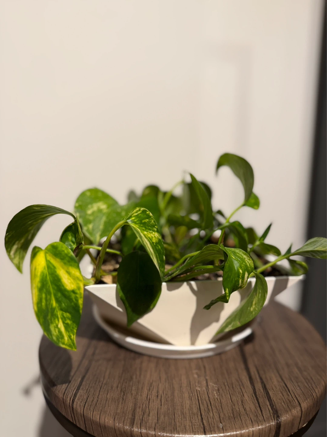 Pothos Plant in White Pot - photo 5