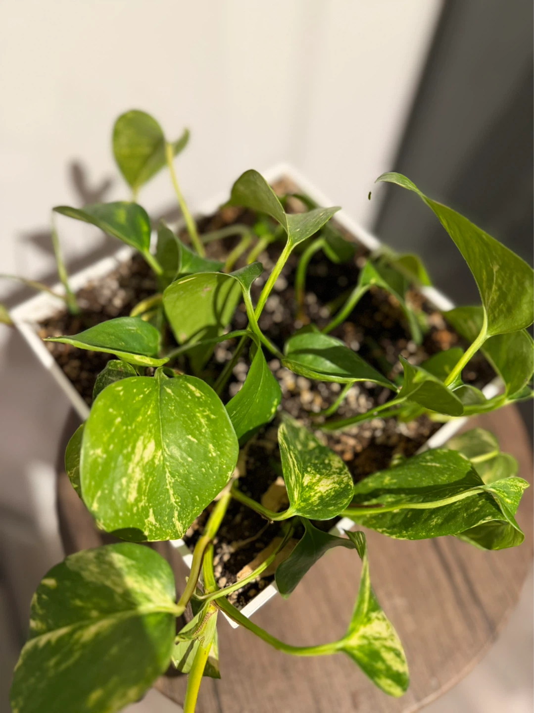 Pothos Plant in White Pot - photo 3