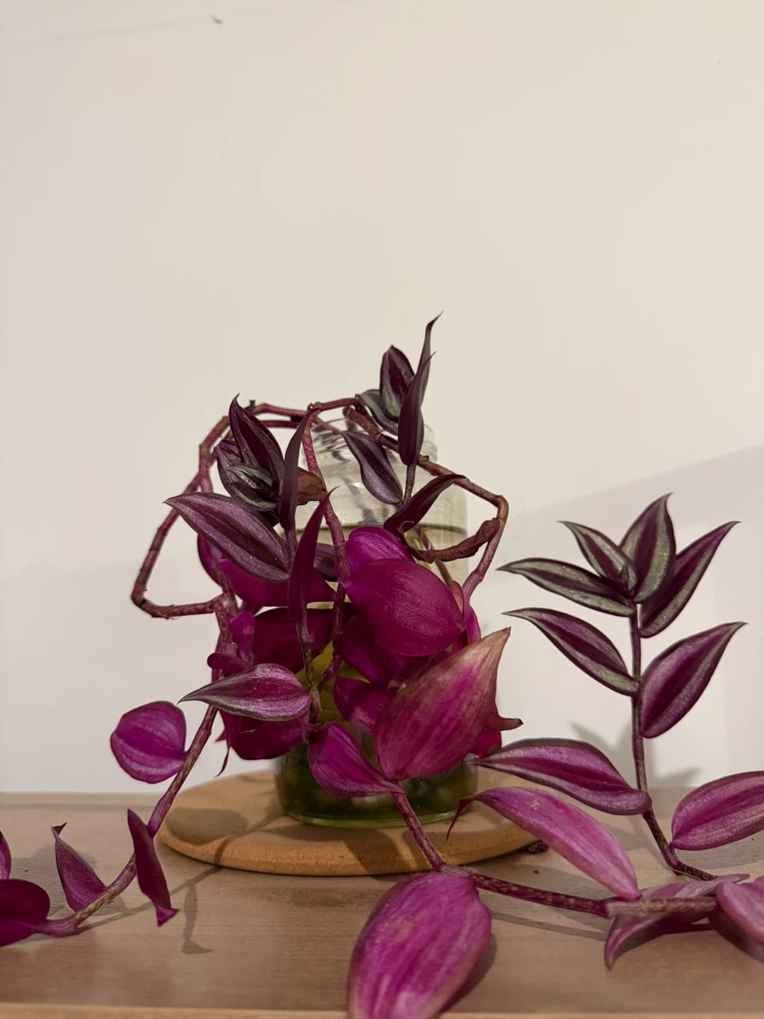 Tradescantia Zebrina Plant Cutting