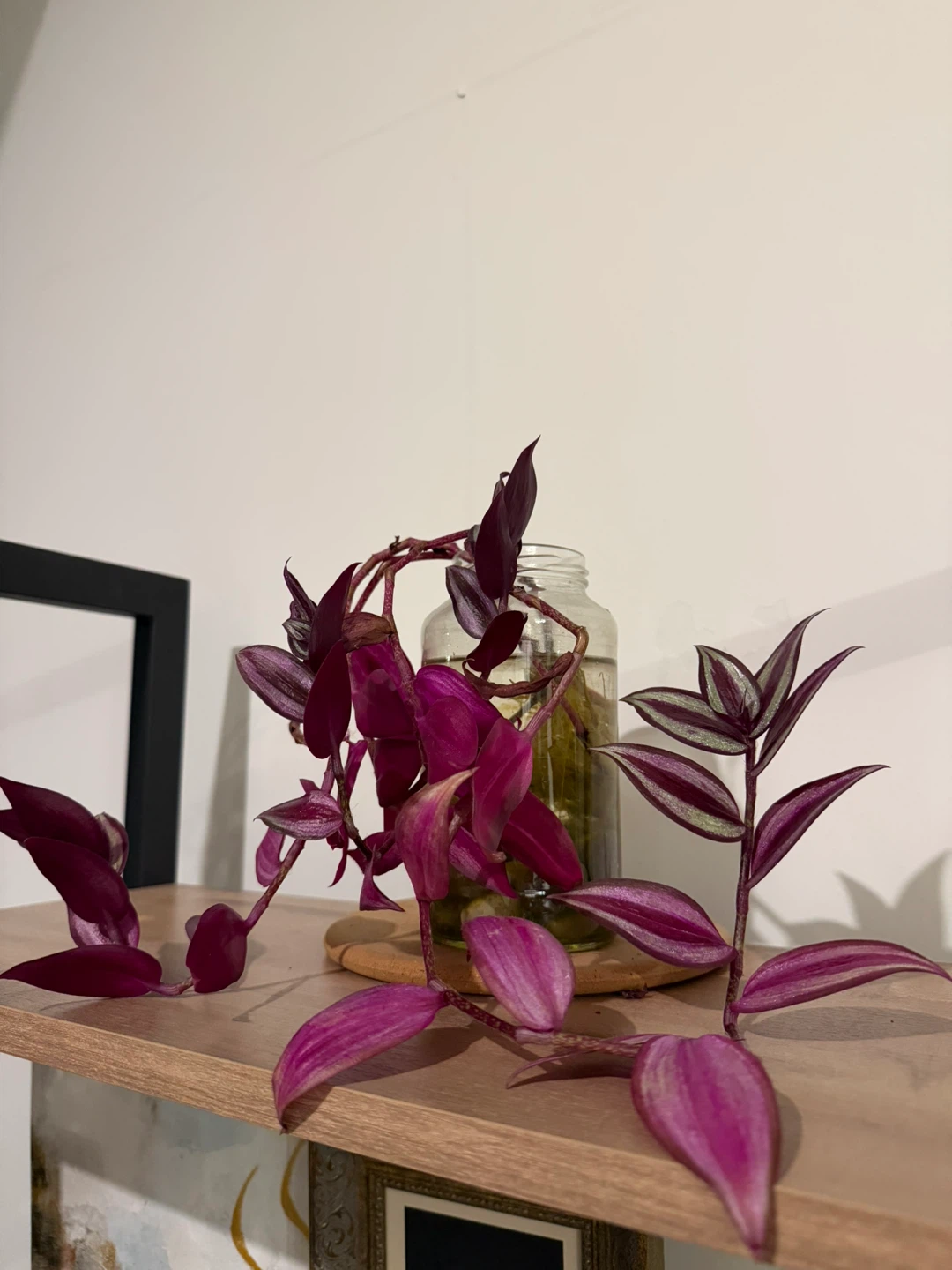 Tradescantia Zebrina Plant Cutting - photo 3
