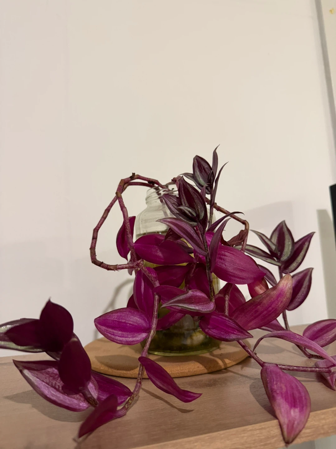 Tradescantia Zebrina Plant Cutting - photo 2