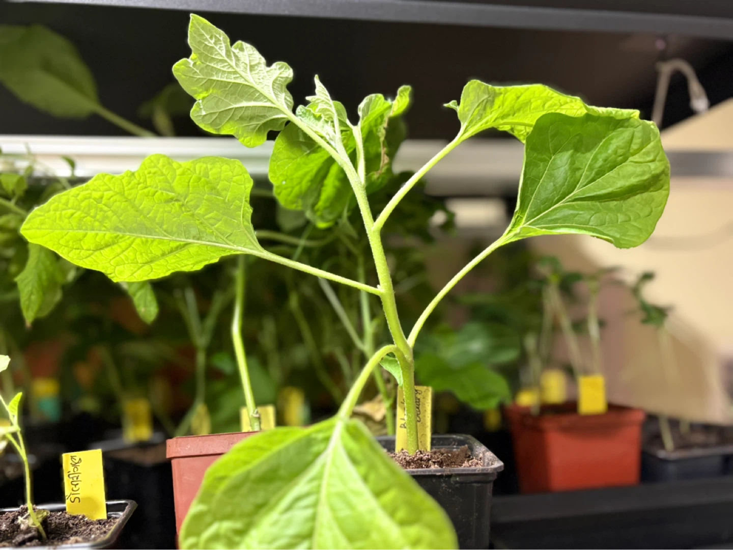Eggplant seedlings for sale - photo 3