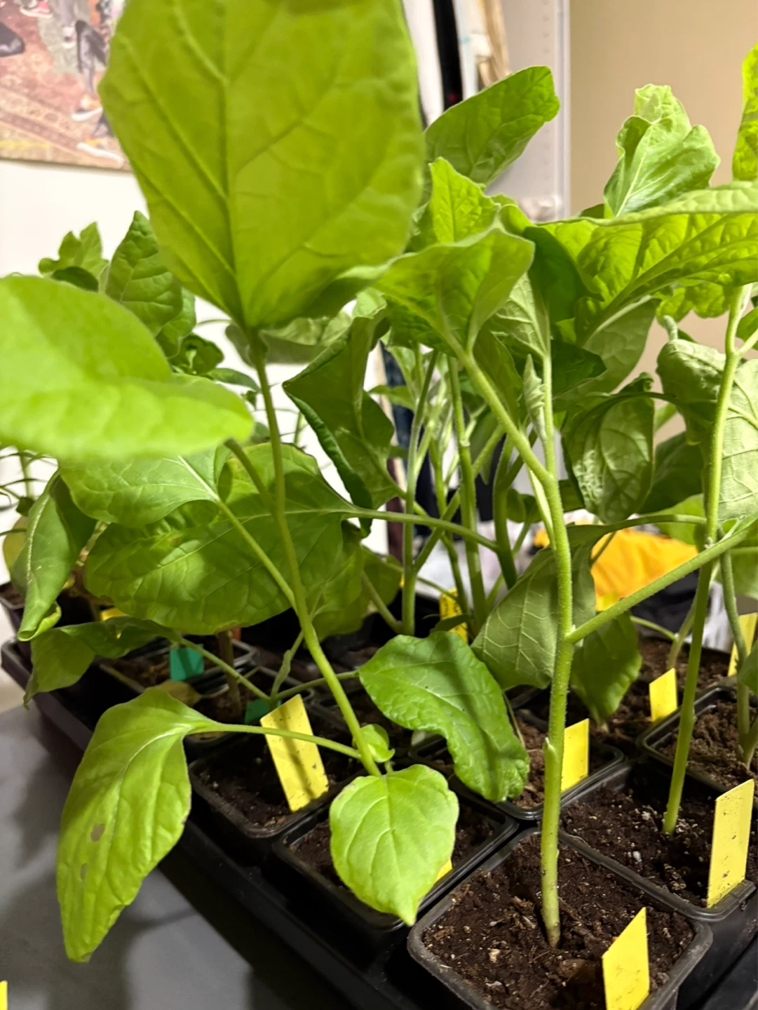 Eggplant seedlings for sale