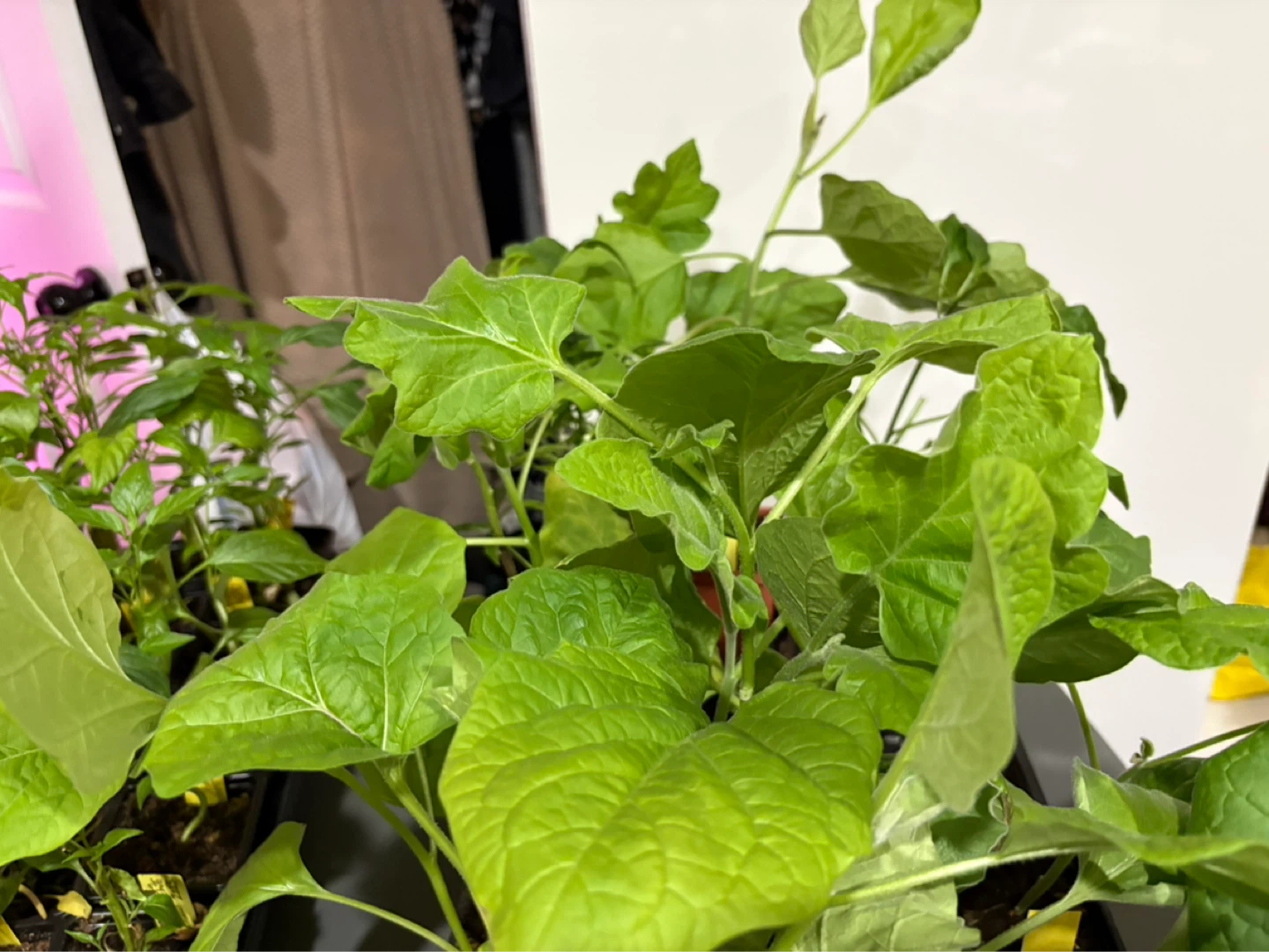 Eggplant seedlings for sale - photo 2