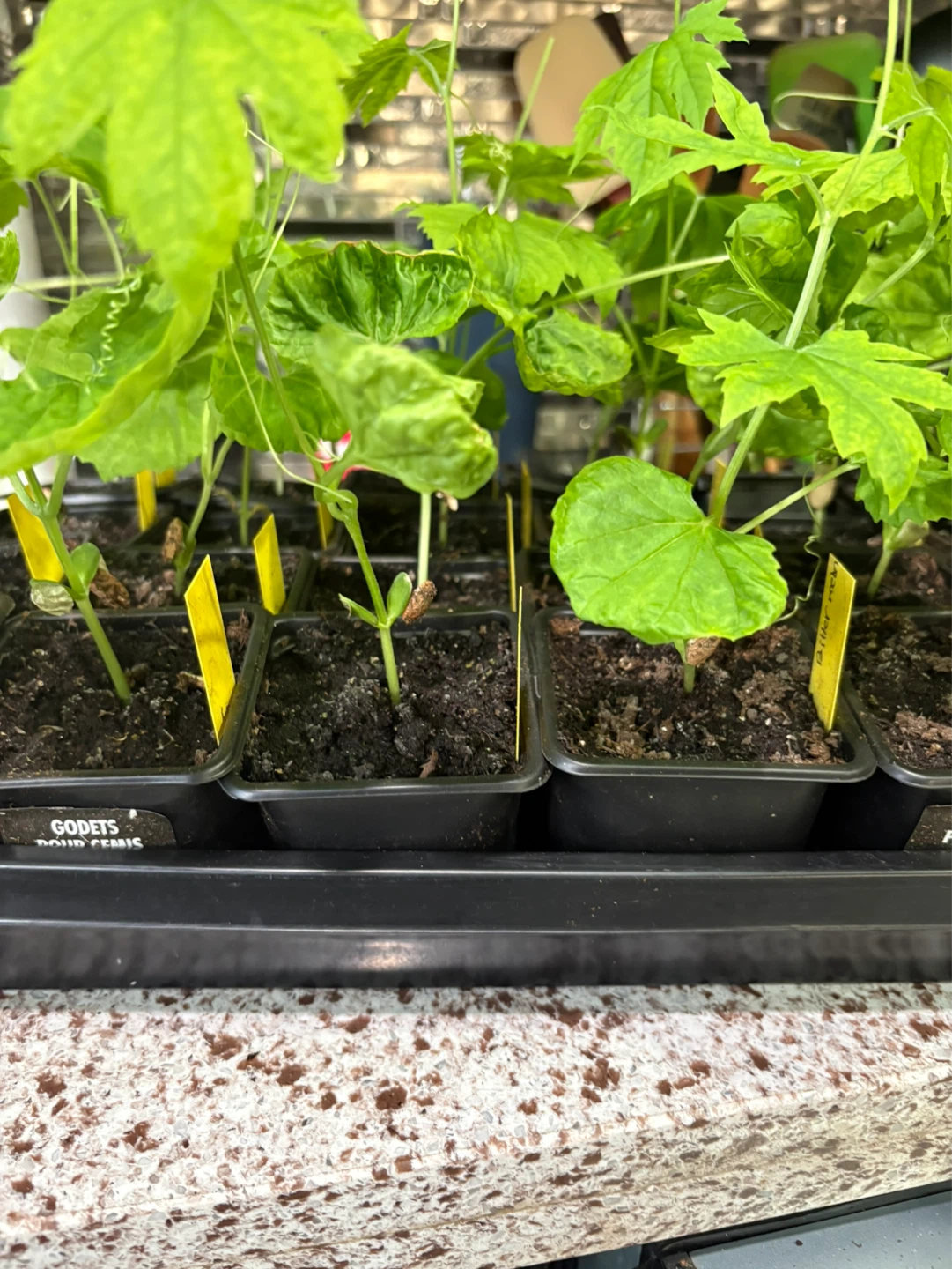 Bitter melon seedlings for sale - photo 2