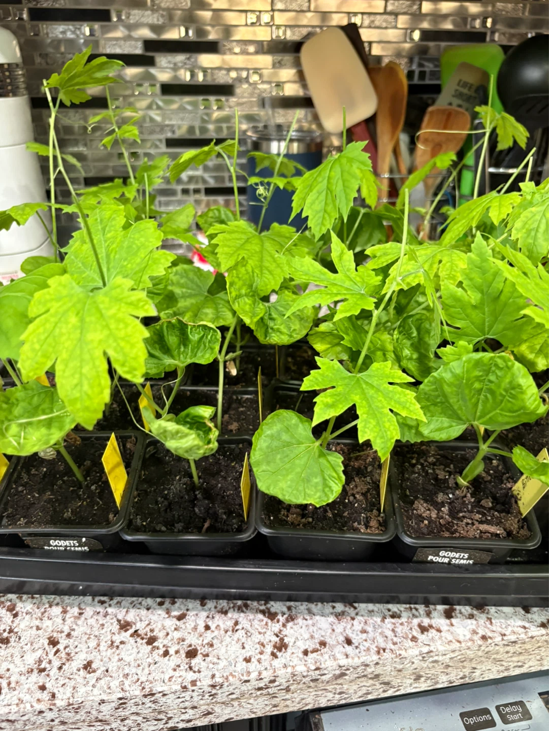 Bitter melon seedlings for sale - photo 3