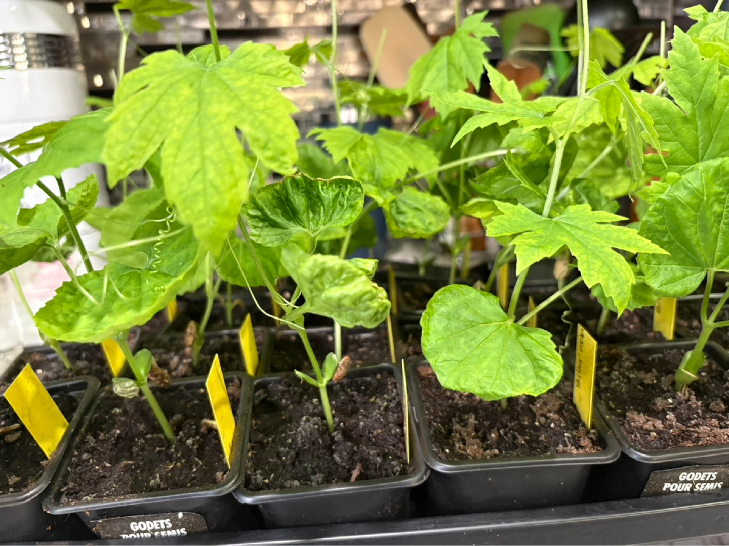 Bitter melon seedlings for sale