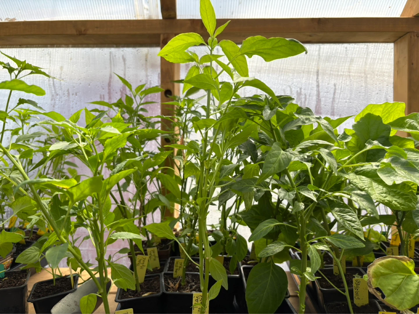 Chilli plants for sale - photo 4