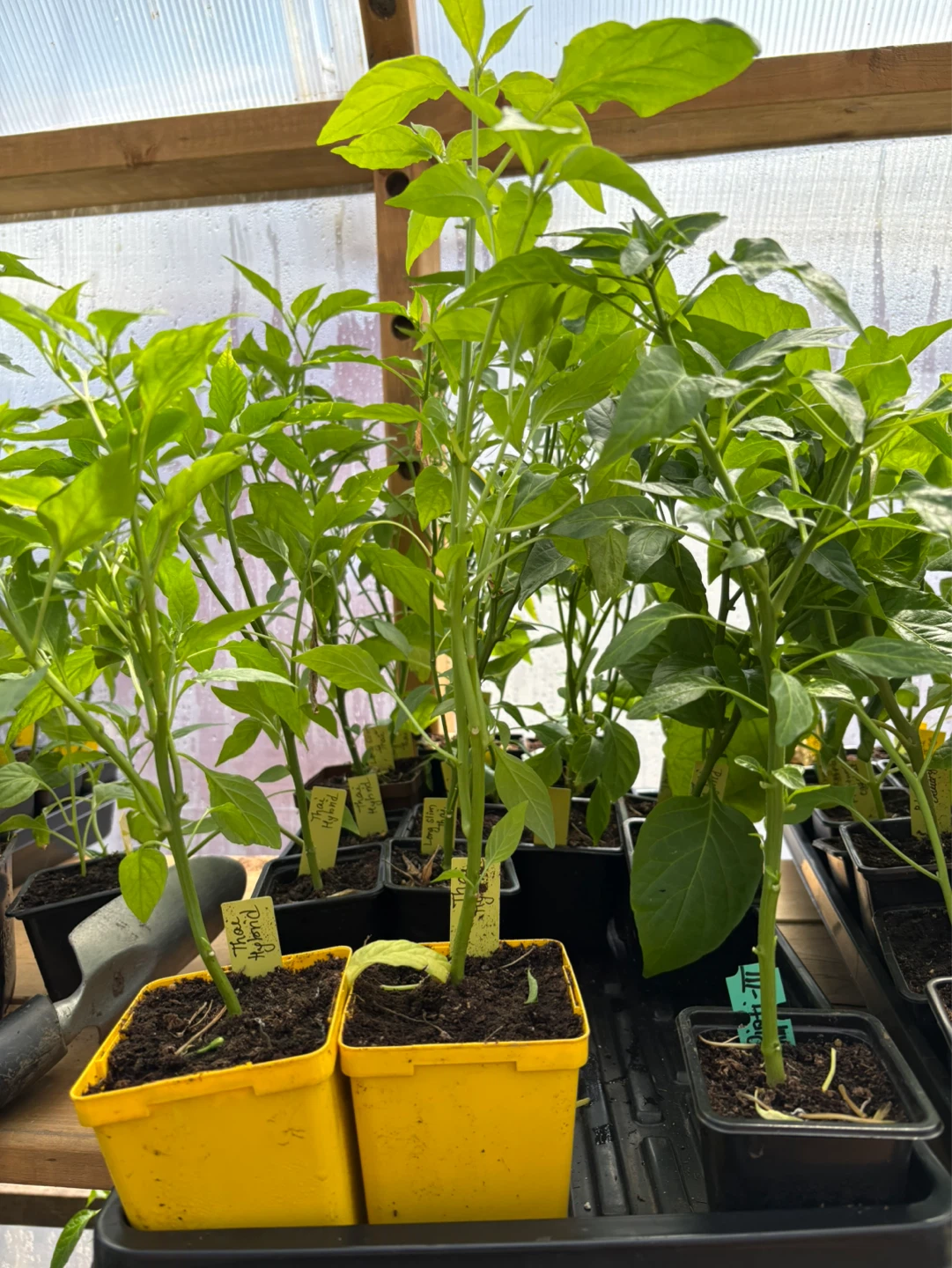 Chilli plants for sale