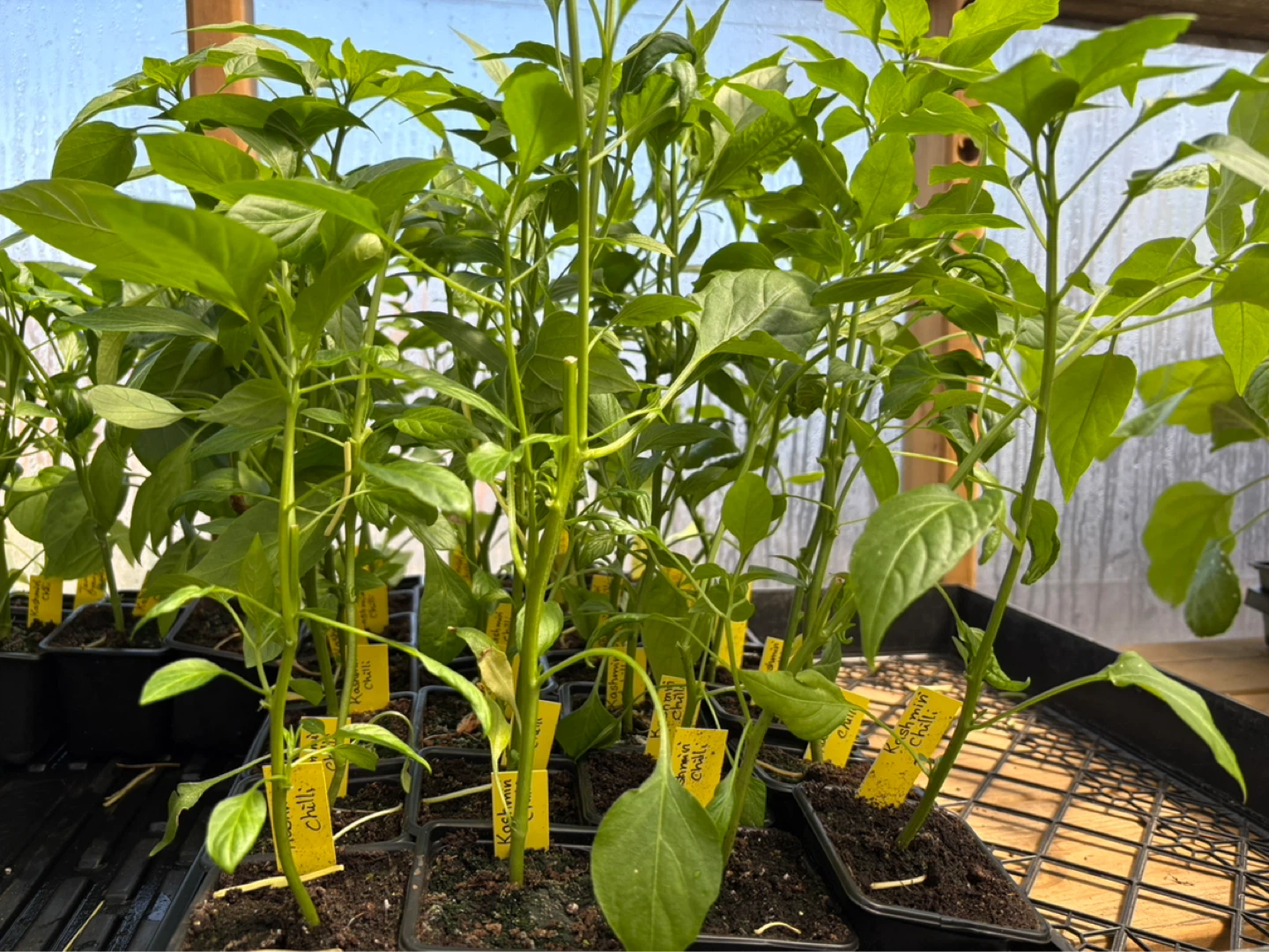 Chilli plants for sale - photo 2