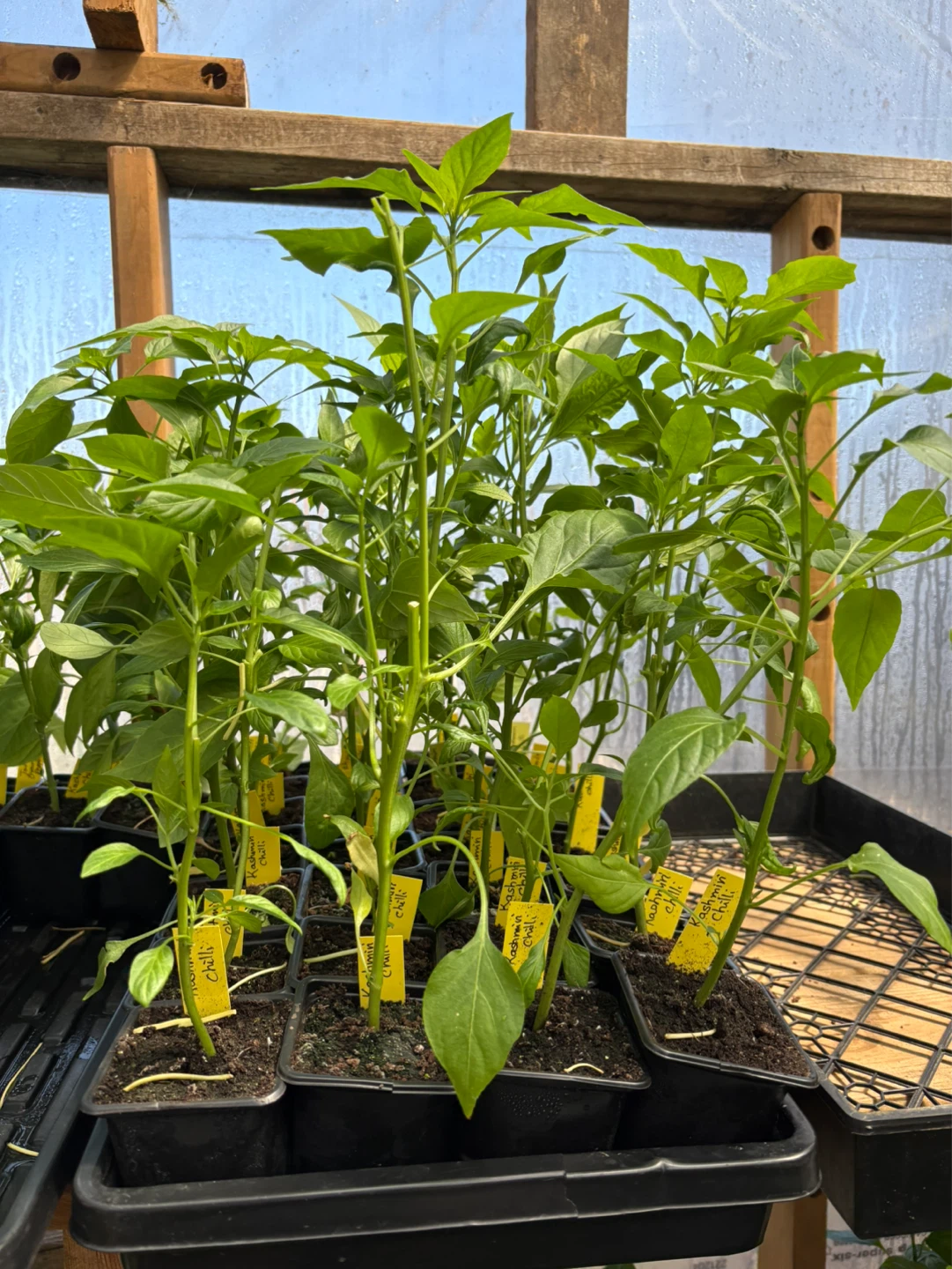 Chilli plants for sale - photo 3