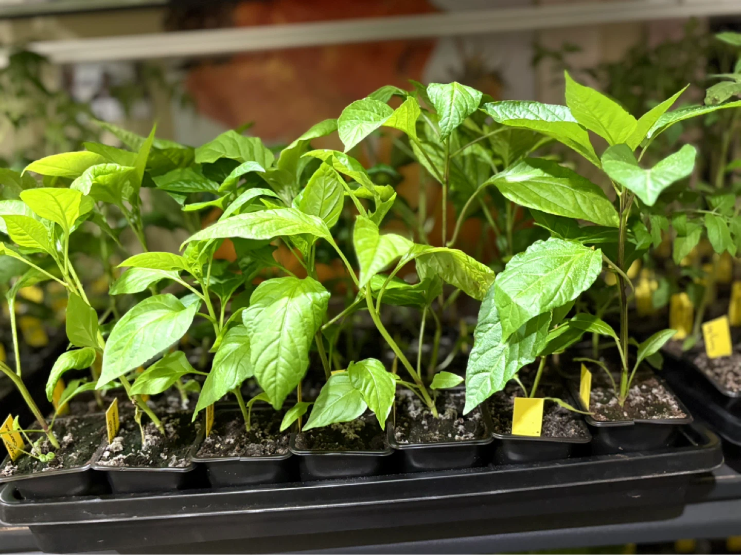 Sweet peppers plante for sale - photo 4