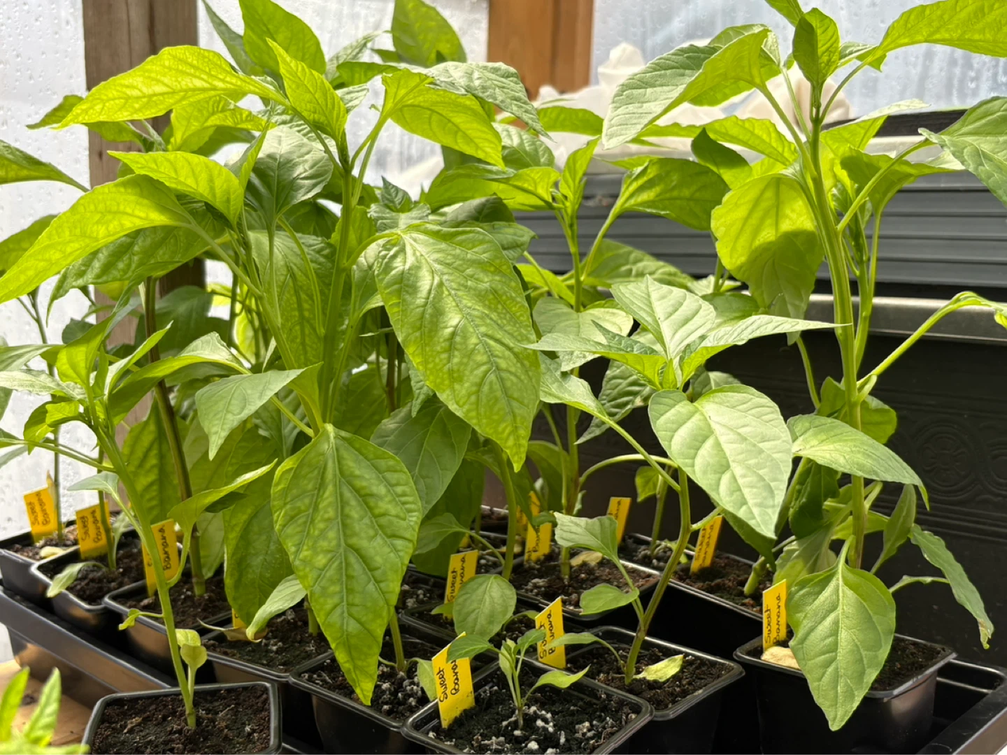 Sweet peppers plante for sale