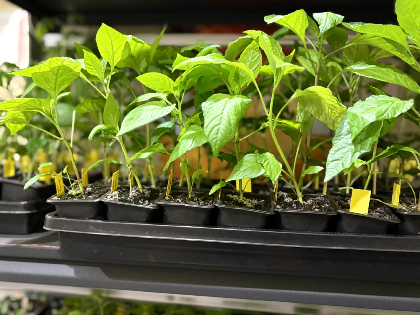 Sweet peppers plante for sale - photo 3