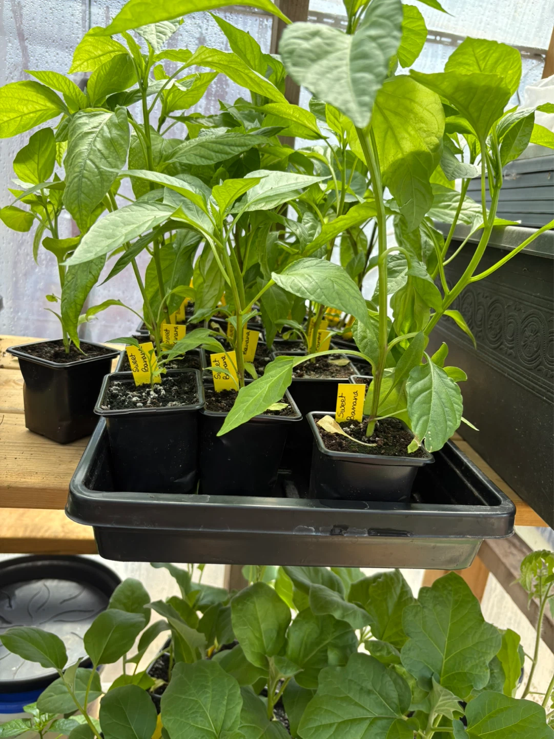 Sweet peppers plante for sale - photo 2