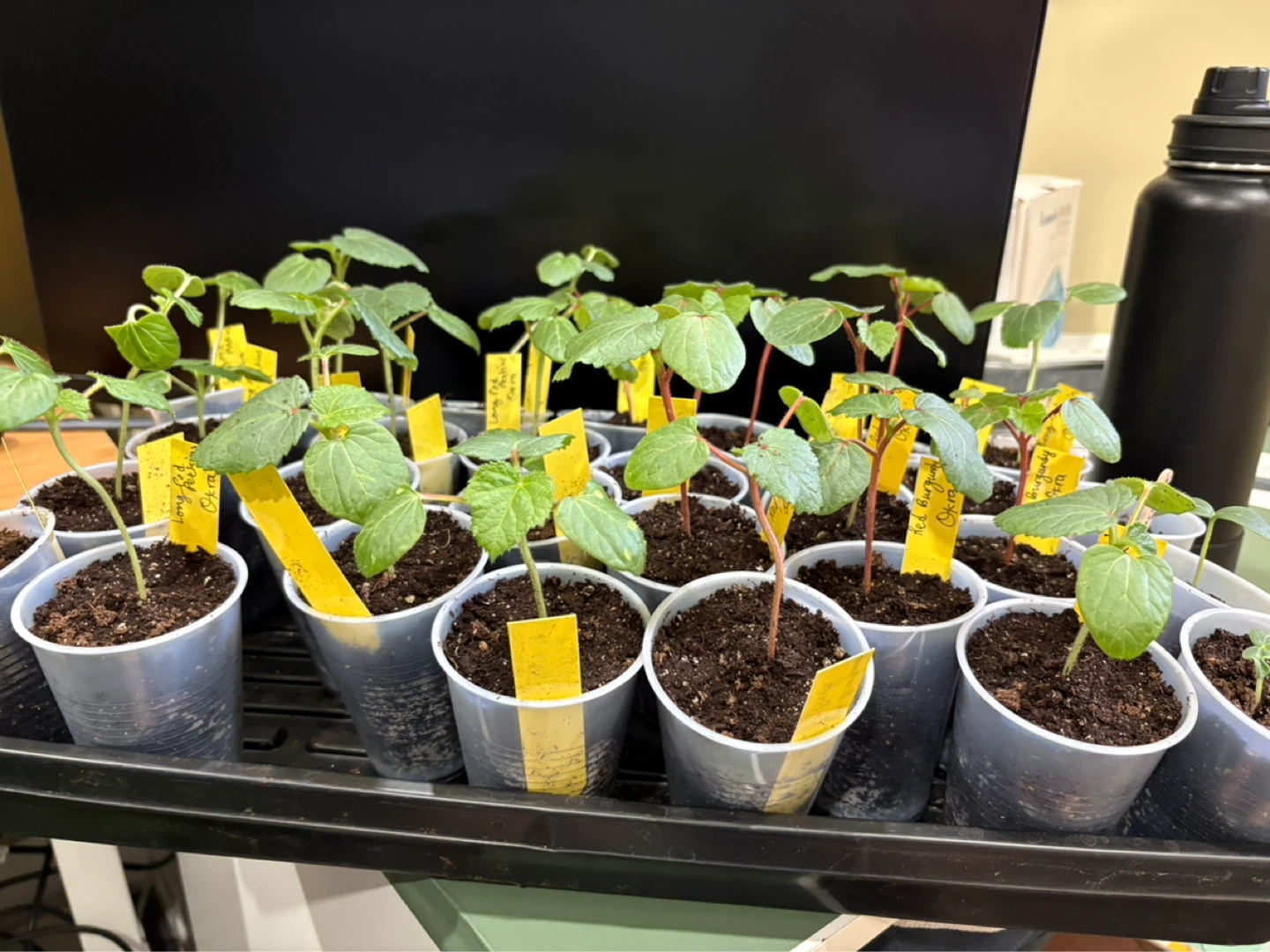 Okra plants for sale - photo 2