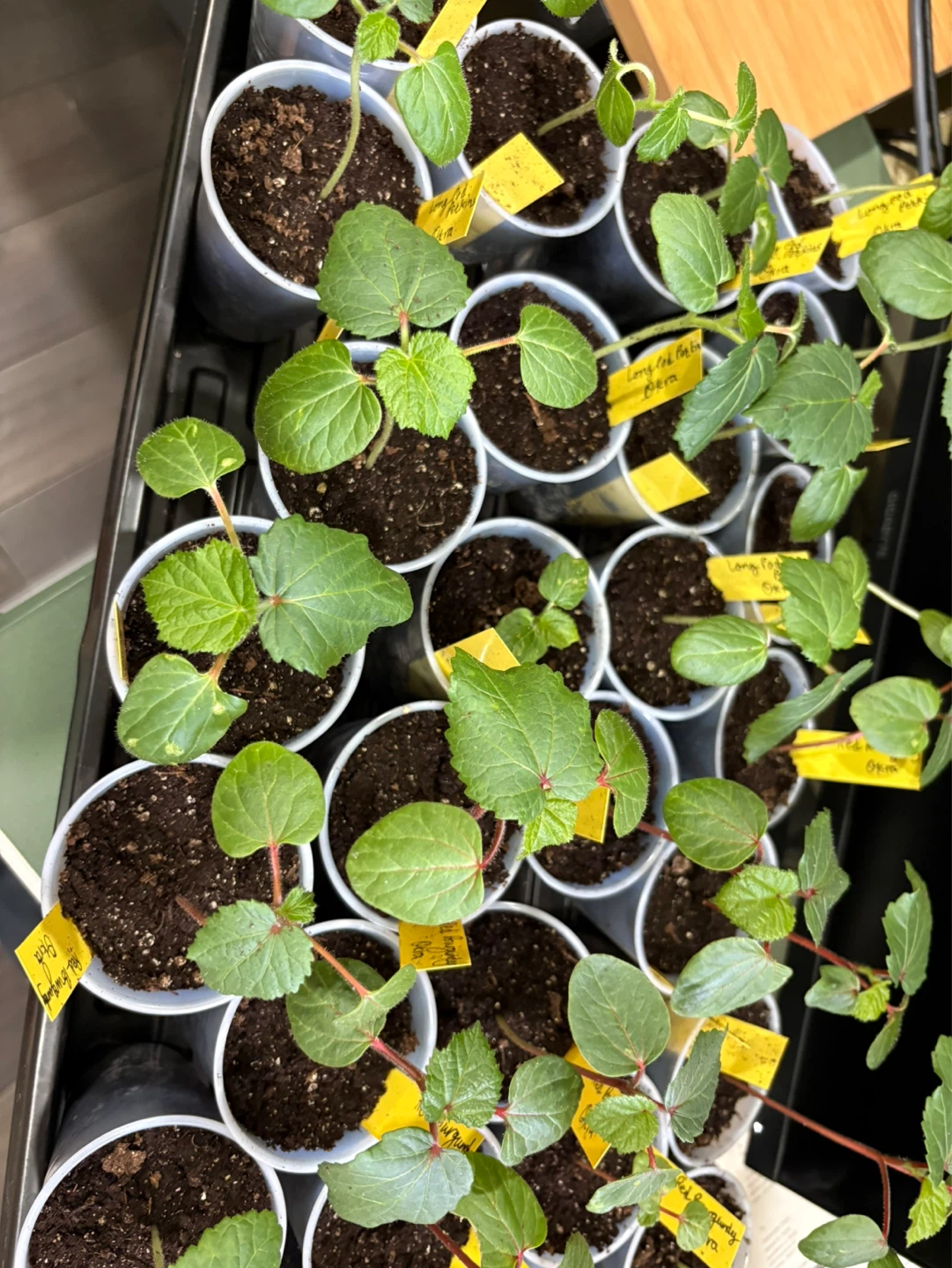 Okra plants for sale