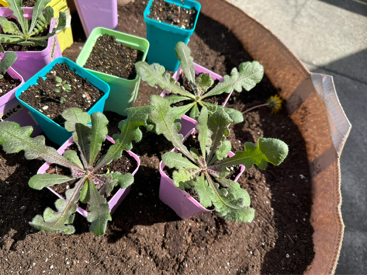 QIS white statice seedlings