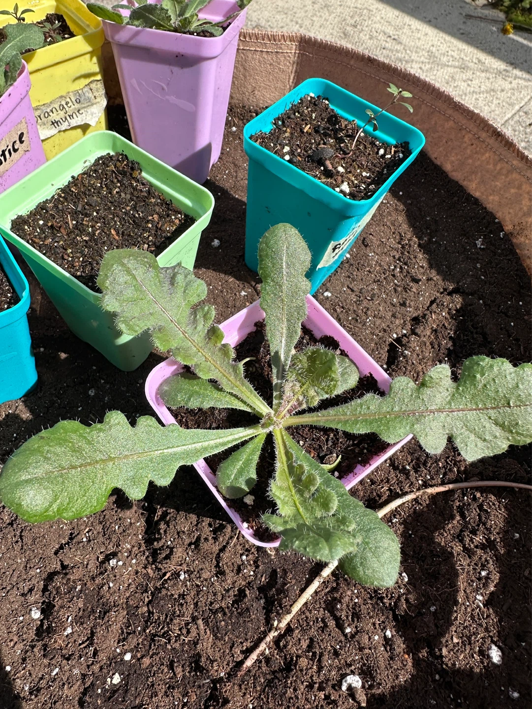 QIS white statice seedlings - photo 2