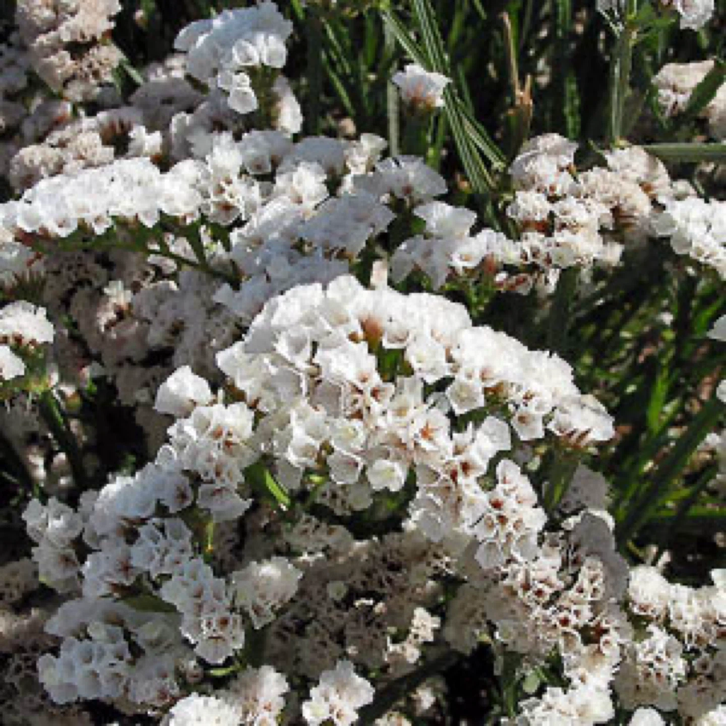 QIS white statice seedlings - photo 3