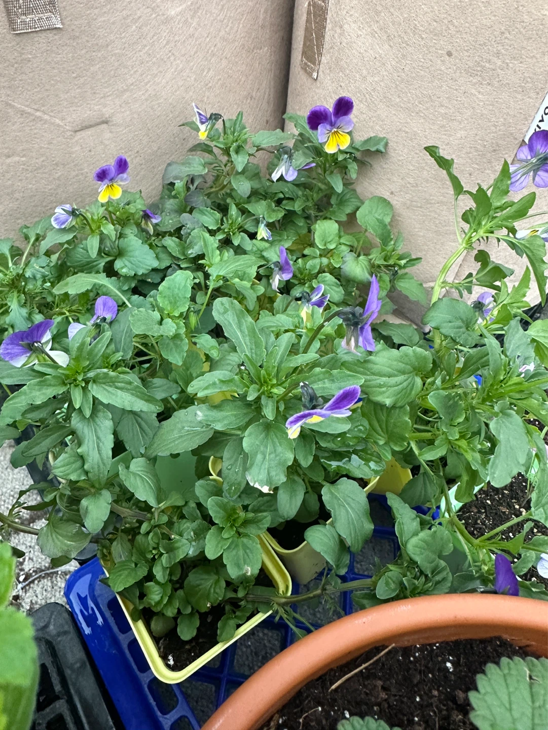 Pansy seedlings - photo 2