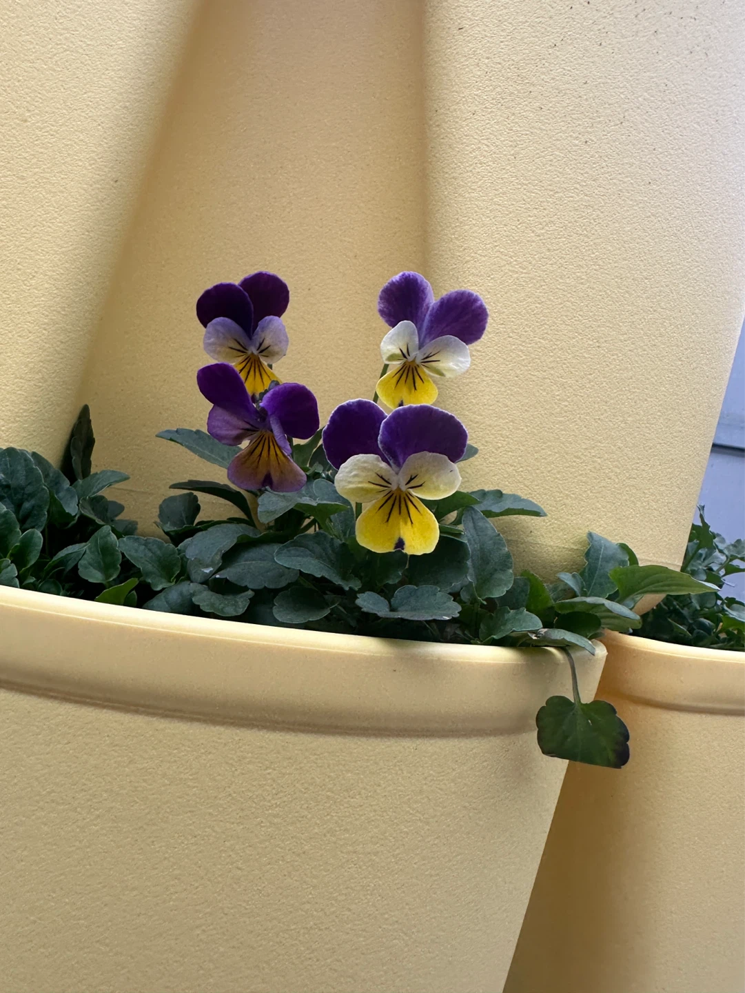 Pansy seedlings