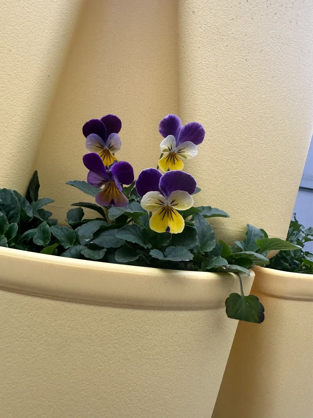 Pansy seedlings