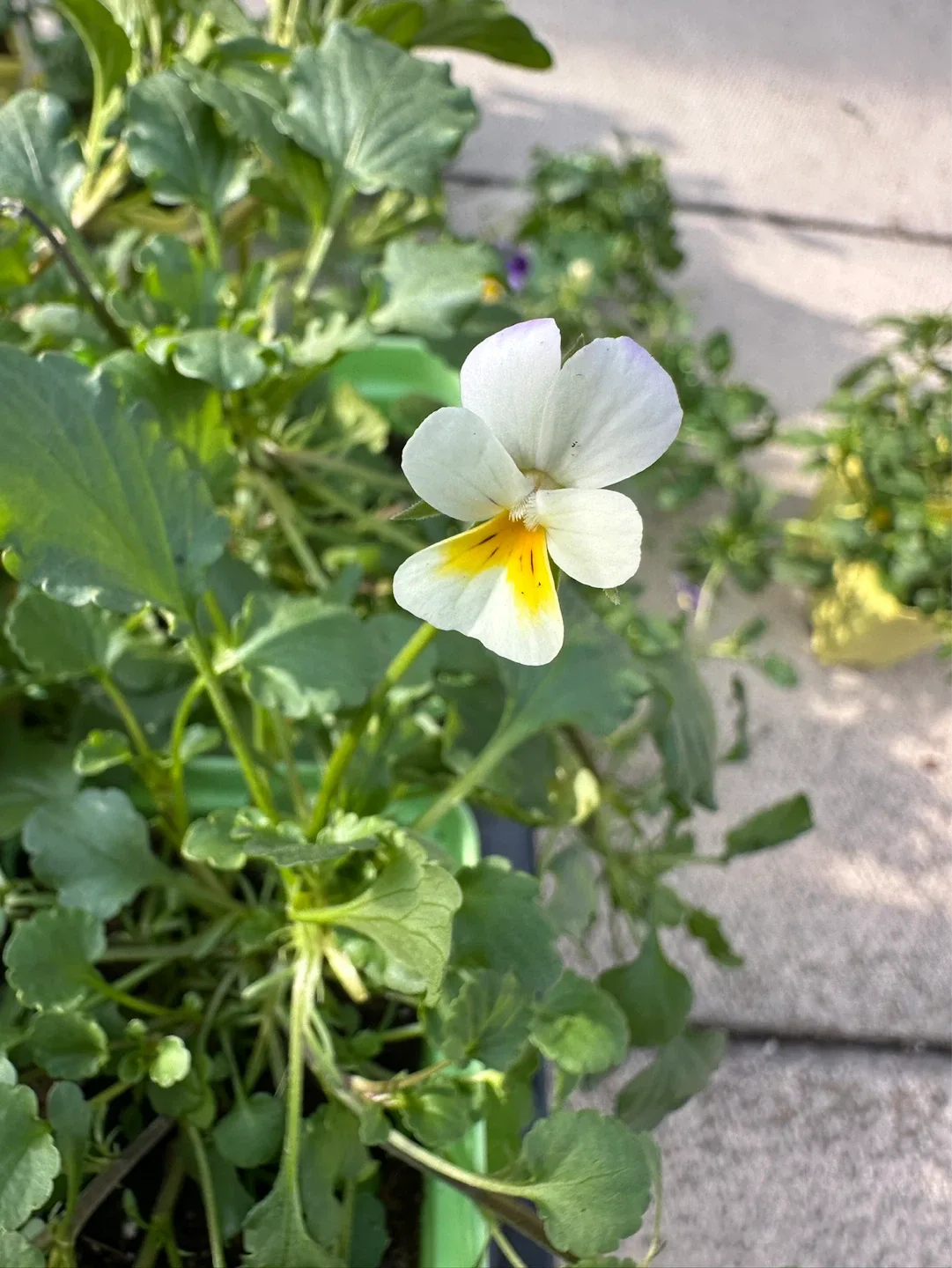 Pansy seedlings - photo 3