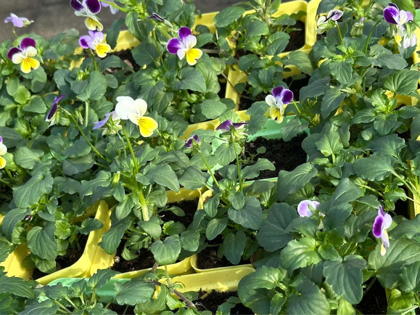 Pansy seedlings - photo 4
