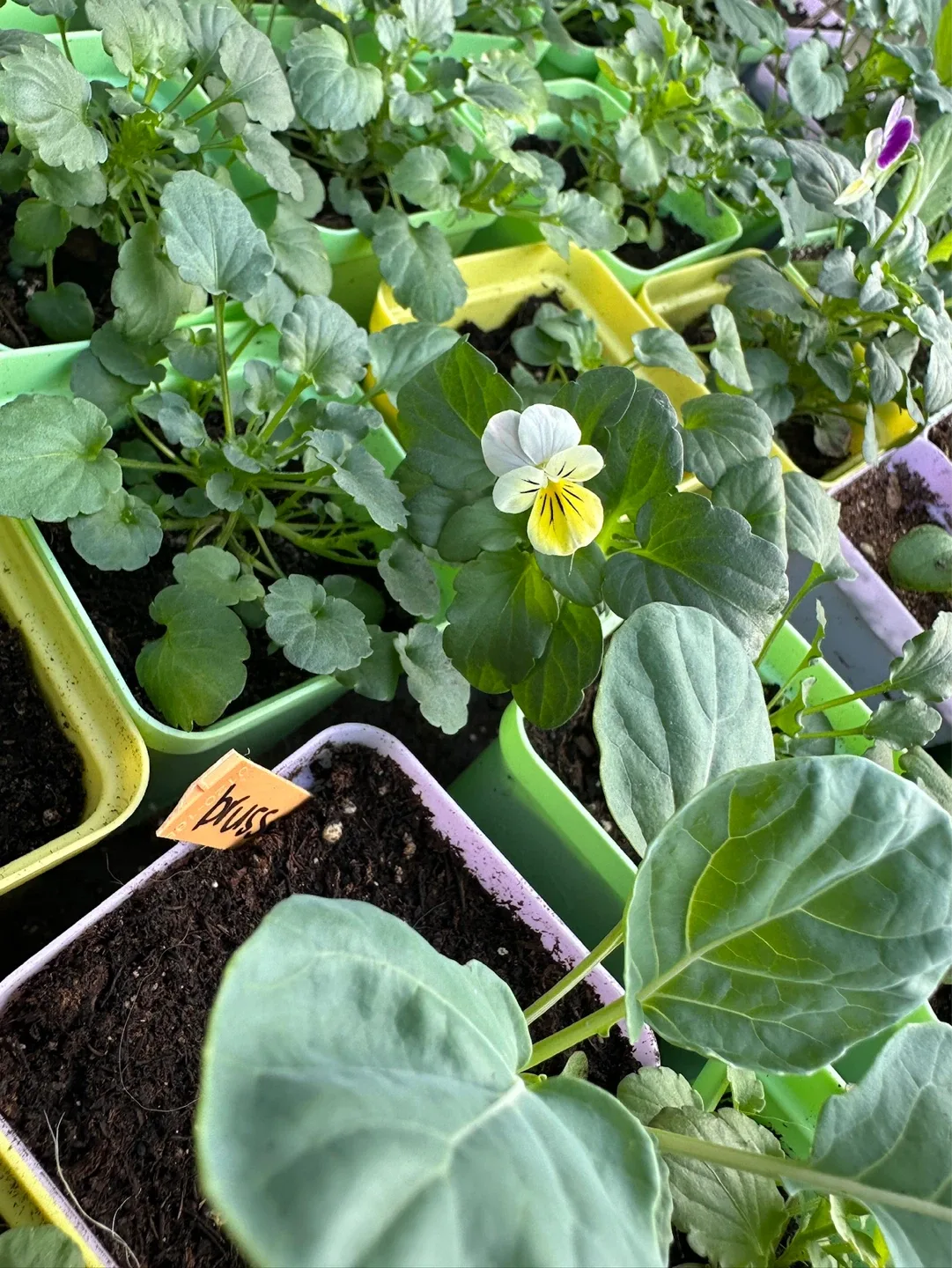 Pansy seedlings - photo 5