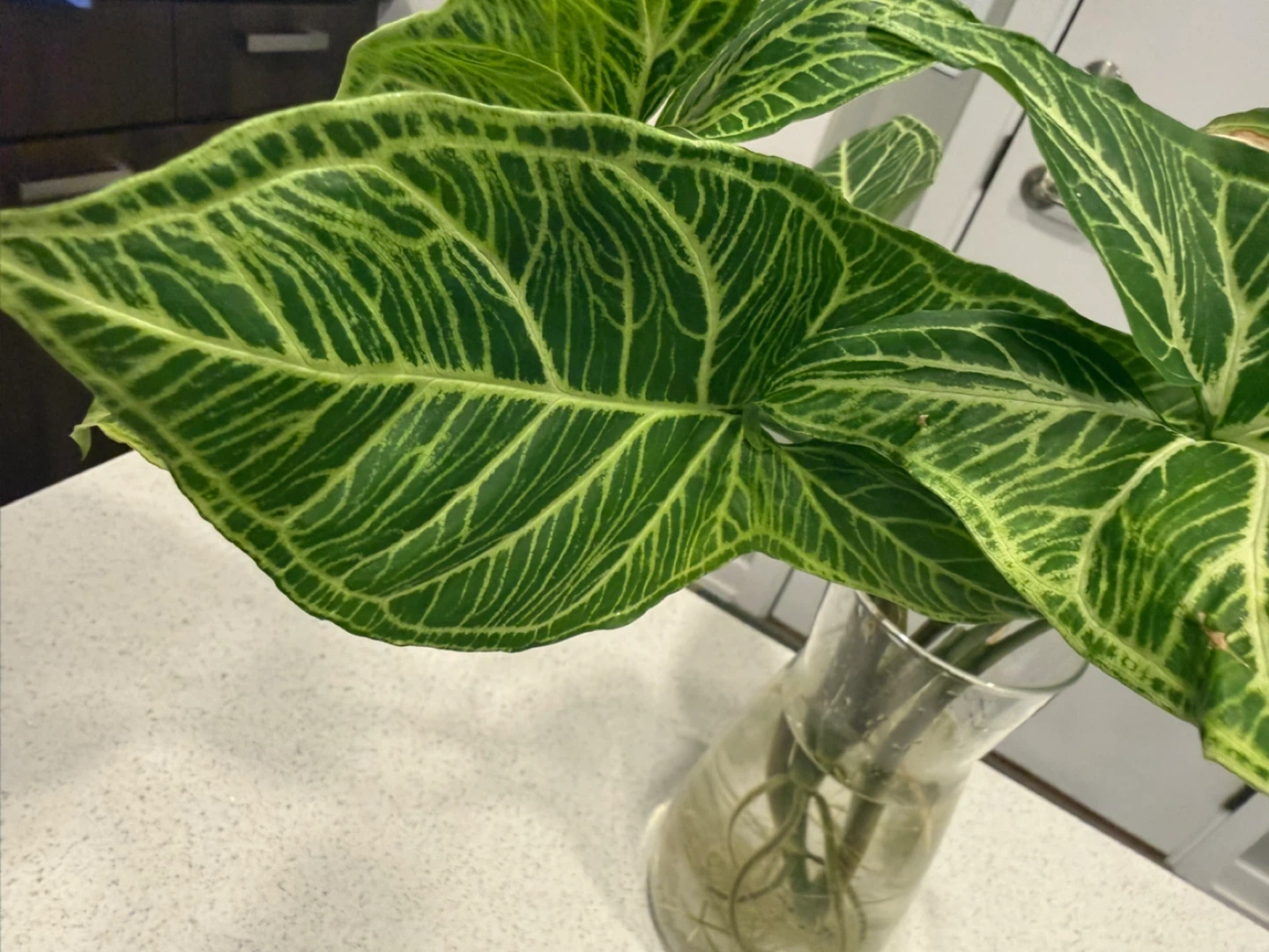 Syngonium Arrowhead Plant - photo 3