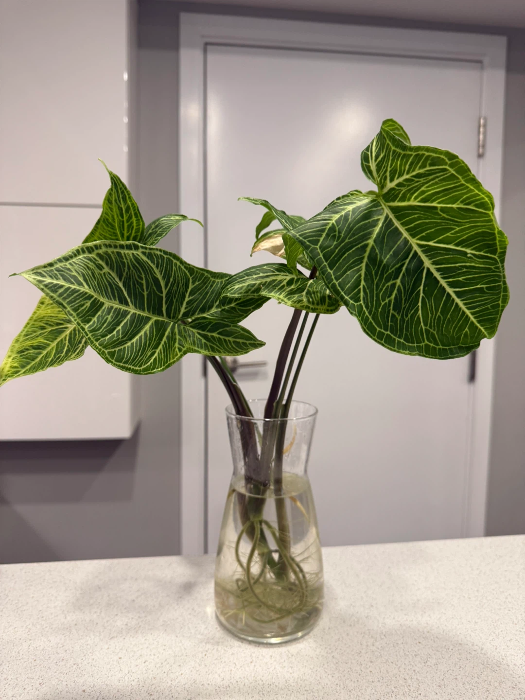 Syngonium Arrowhead Plant