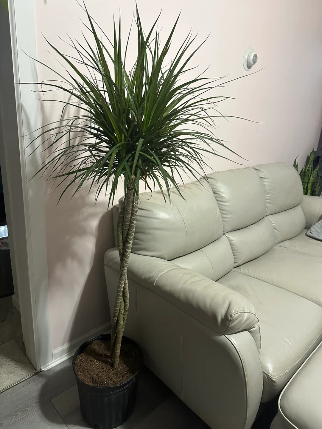 Draceana live plant