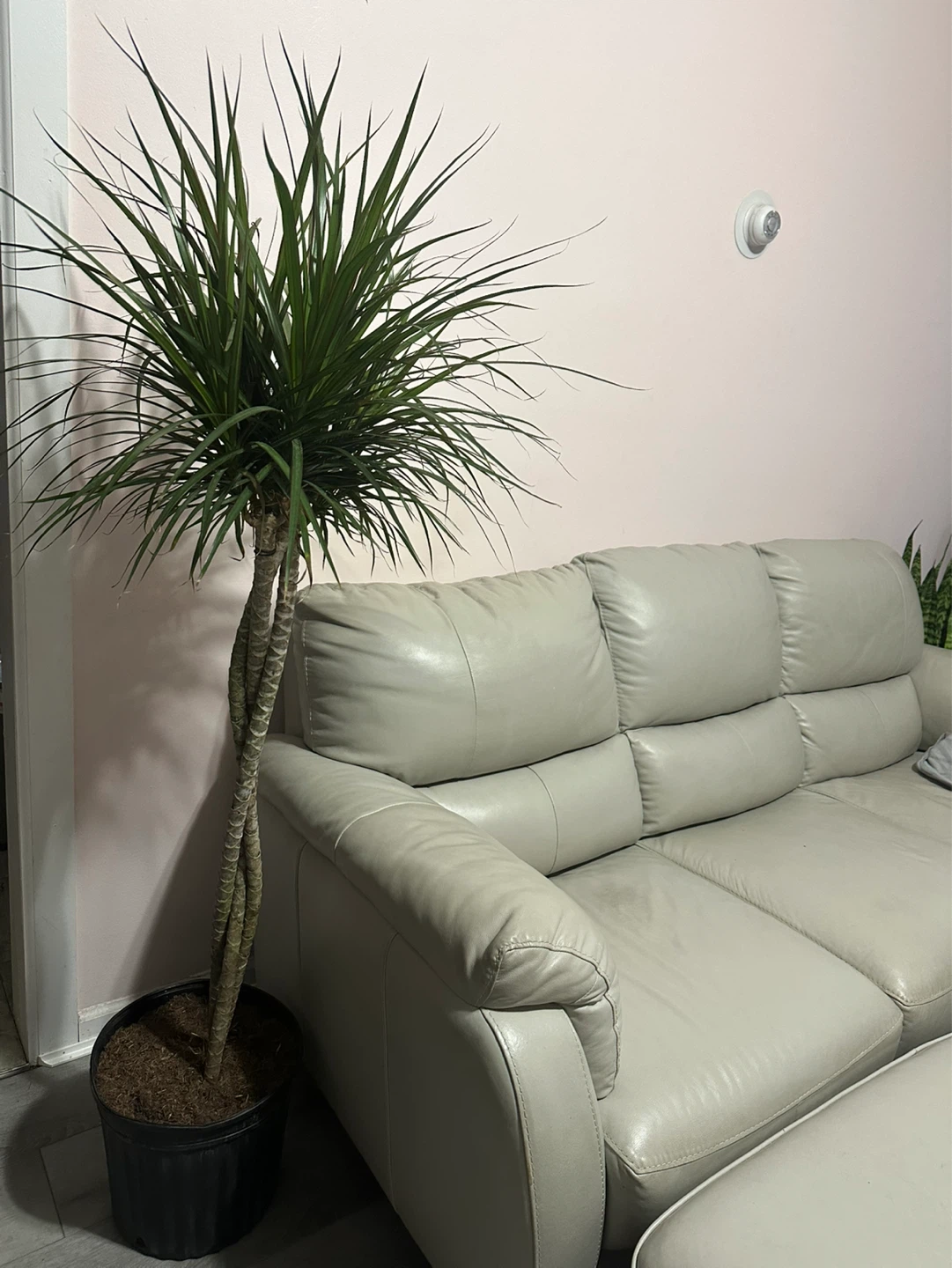 Draceana live plant - photo 2