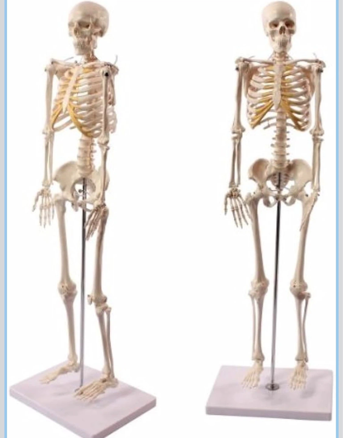 Anatomical Skeleton Model with Educational Poster