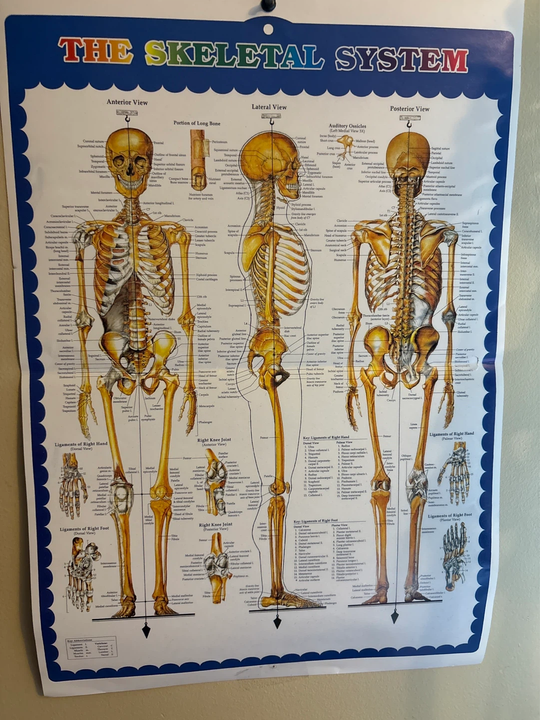 Anatomical Skeleton Model with Educational Poster - photo 2